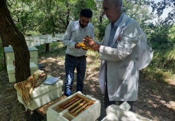 Bozdağ Qafqaz cinsi arı ailələrdən ana arı yetişdiriciliyi həyata keçirilir.