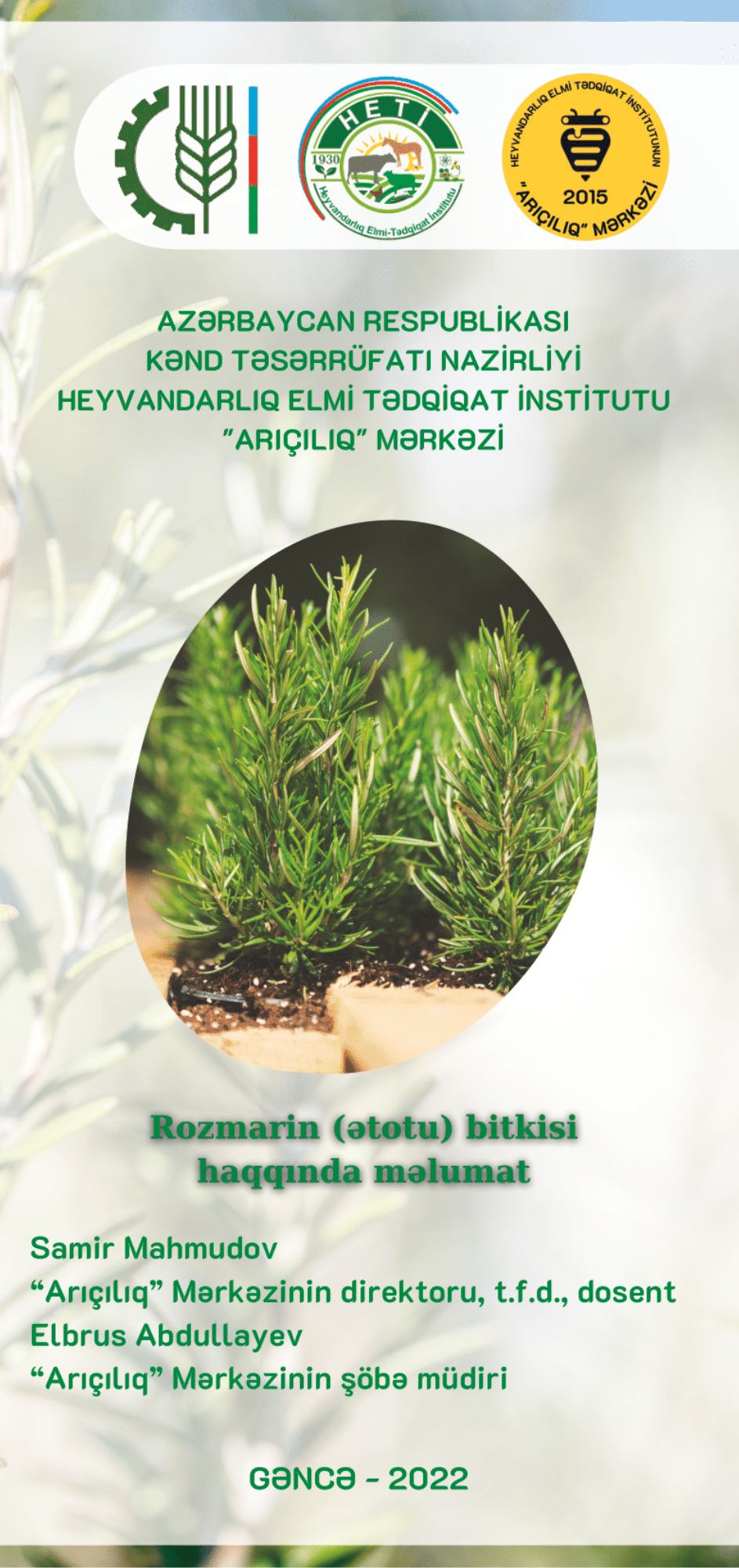 Rozmarin (ətotu) bitkisi