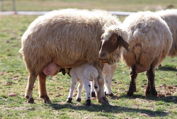 How to organize a fetal company in sheep farming?