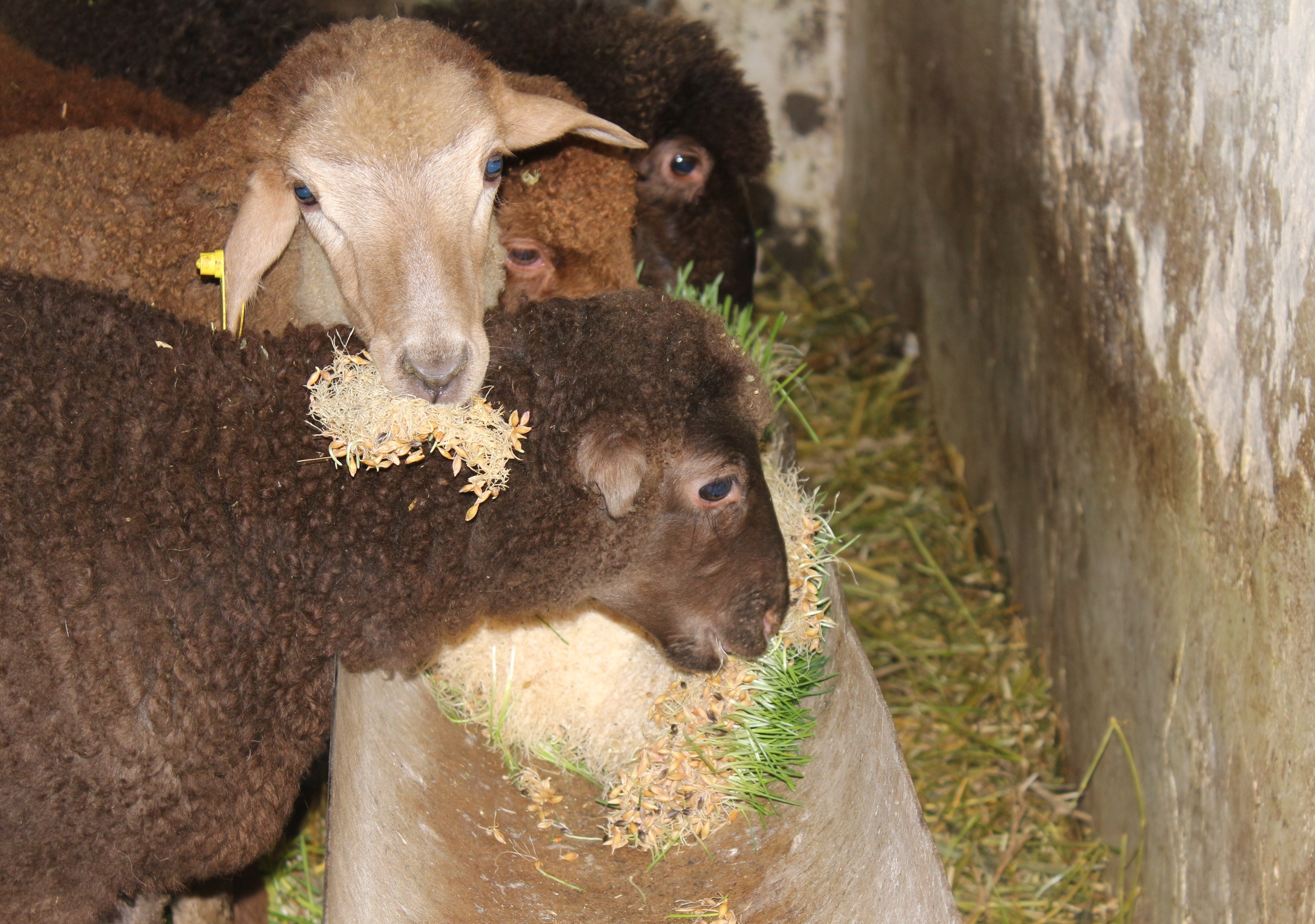 Feeding lambs with forage