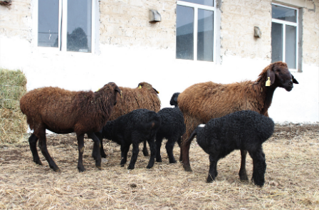 The first chicks were bought from Hissar sheep