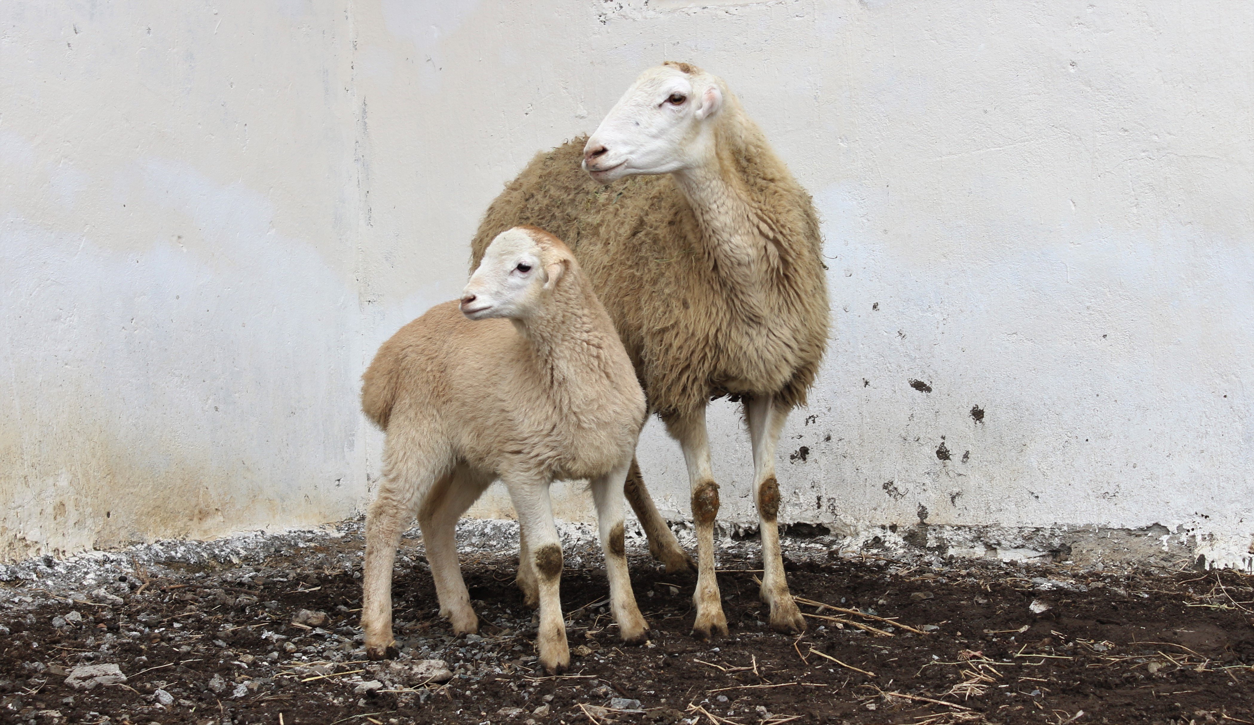 F1 generation puppies were bought from Garadolag sheep