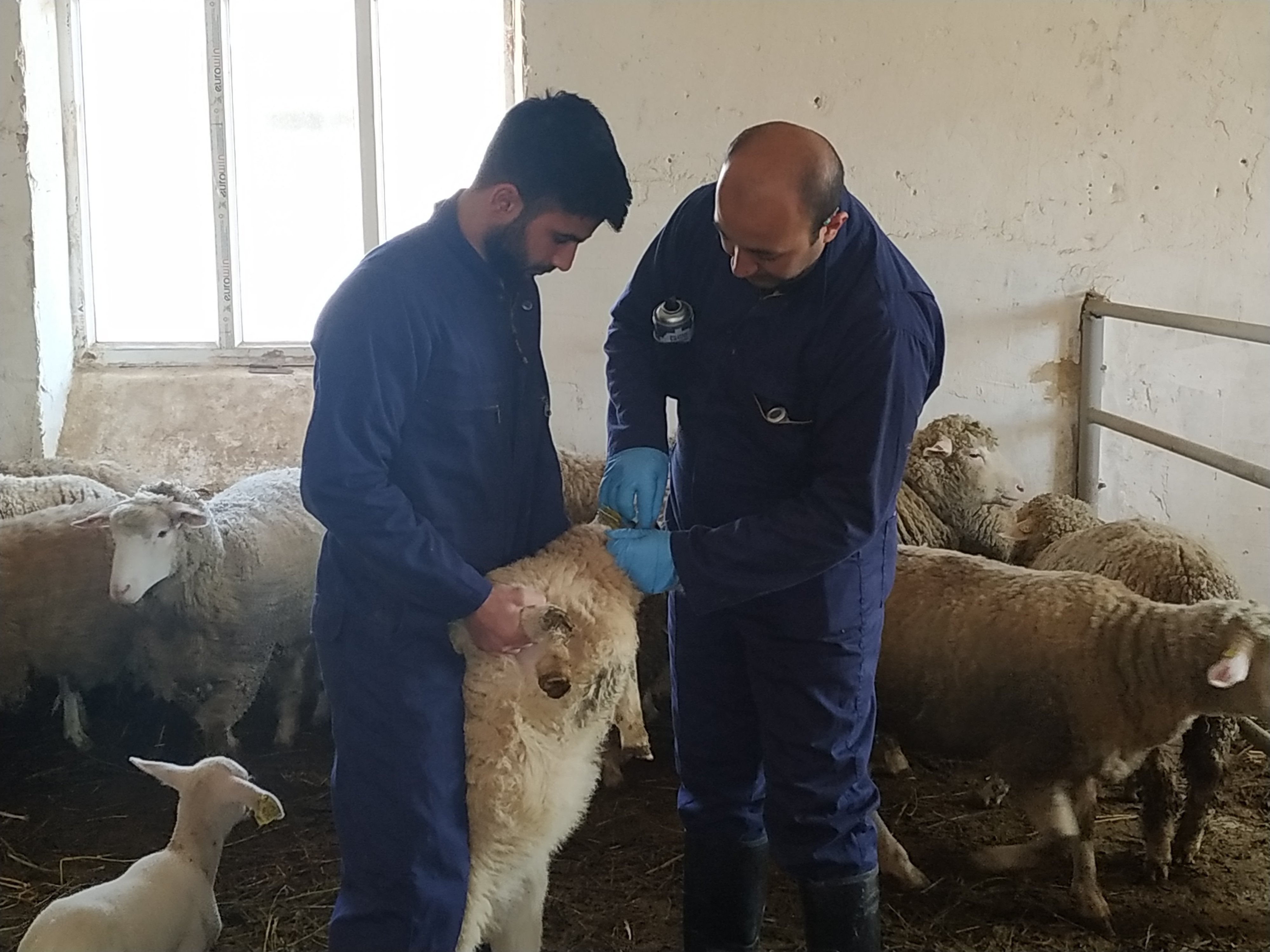 Vaccination measures were carried out in the Auxiliary Experimental Farm