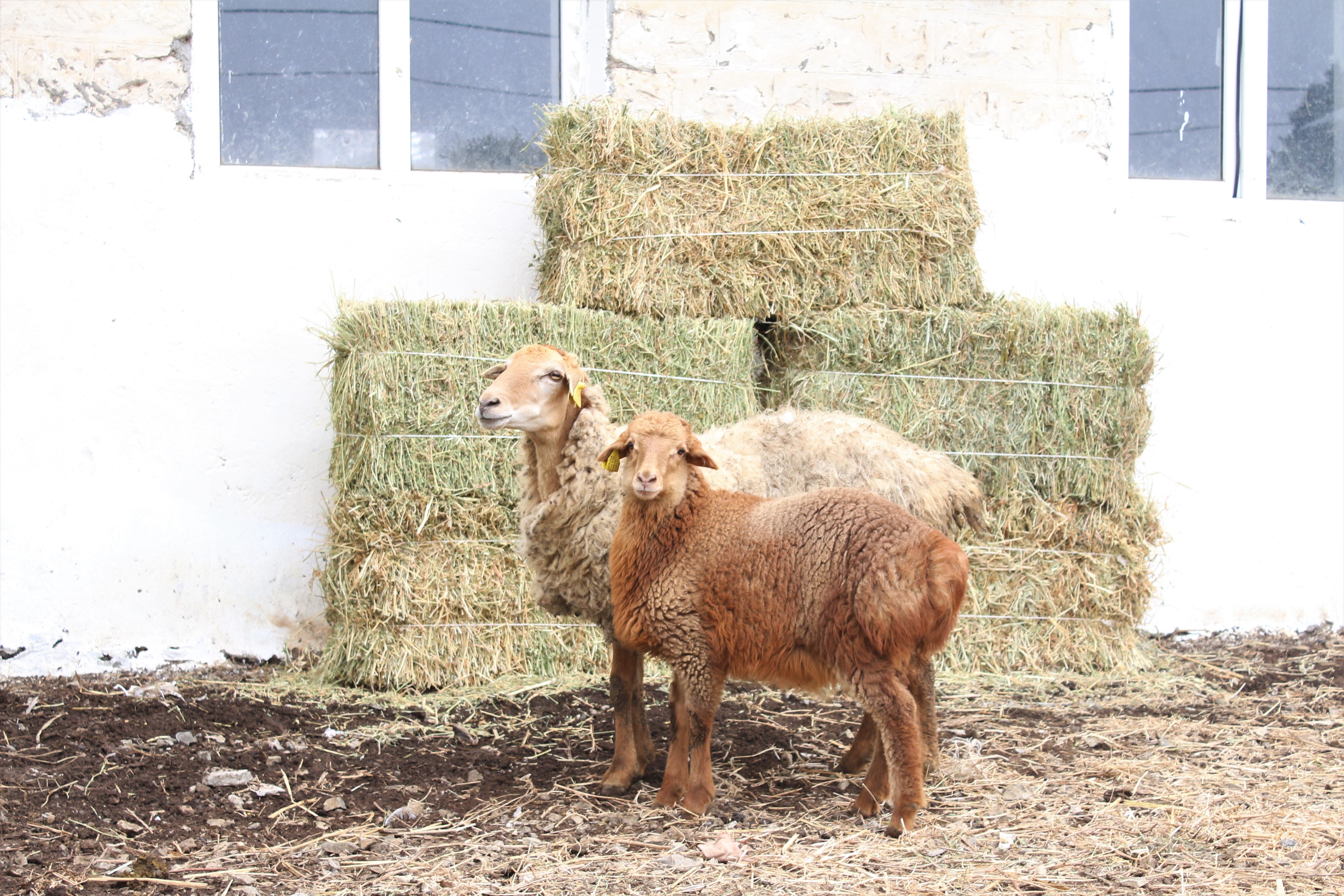 F1 offspring were bought from Bozach sheep