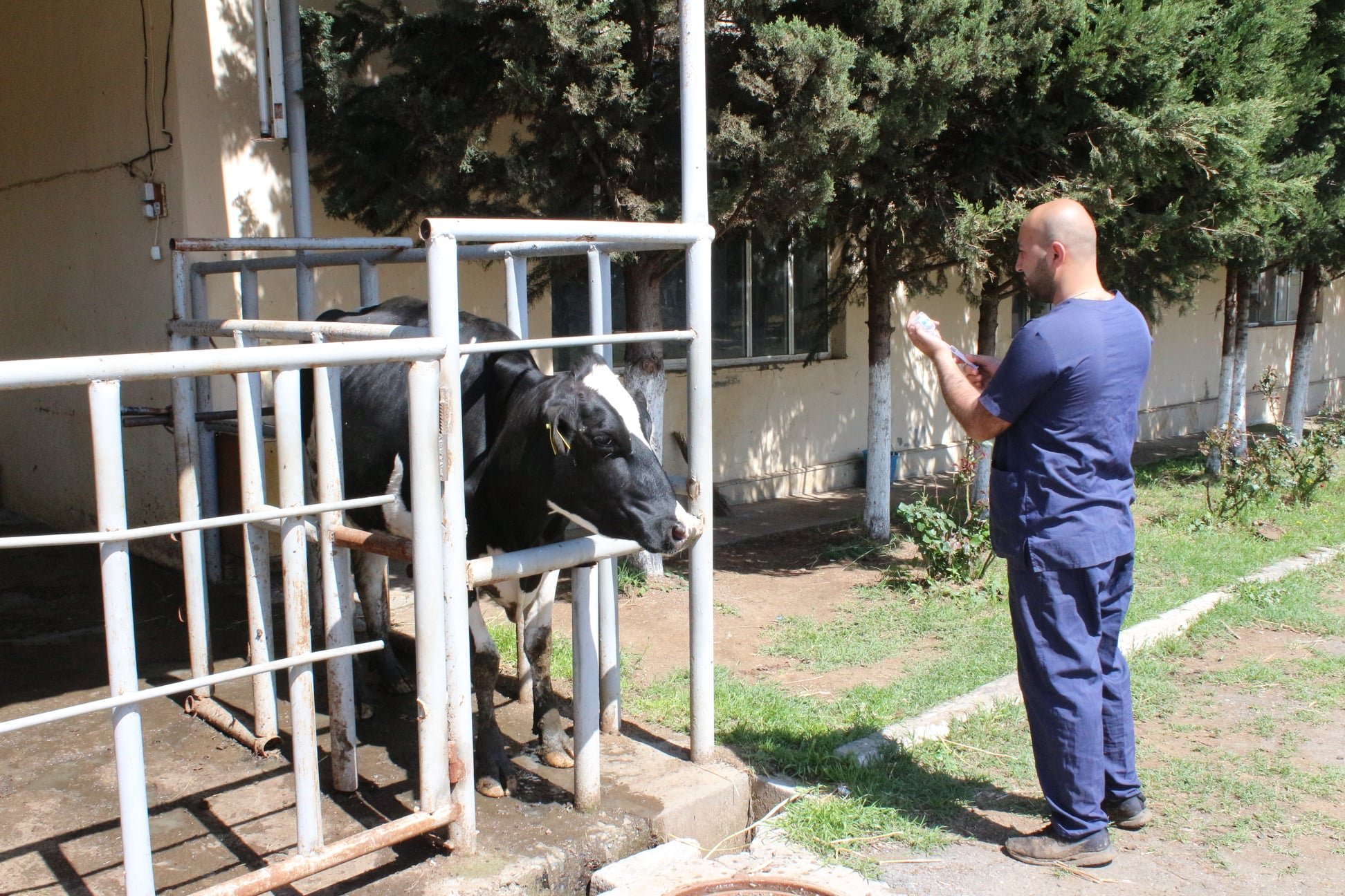 Vaccination against nodular dermatitis in cattle