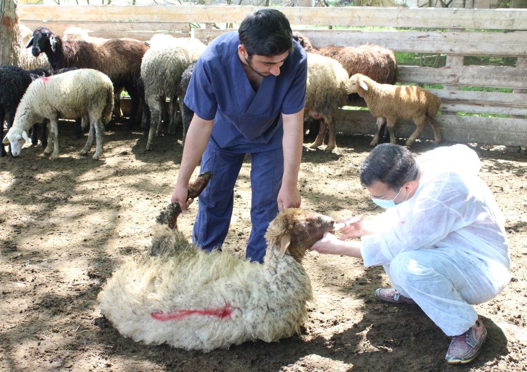 Seasonal deworming measures against worms were carried out in small cattle