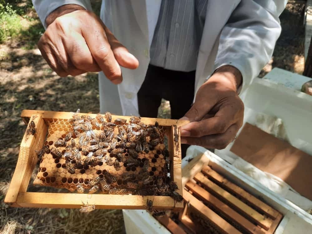 Queen bee breeding is carried out from Bozdag Caucasian bee families