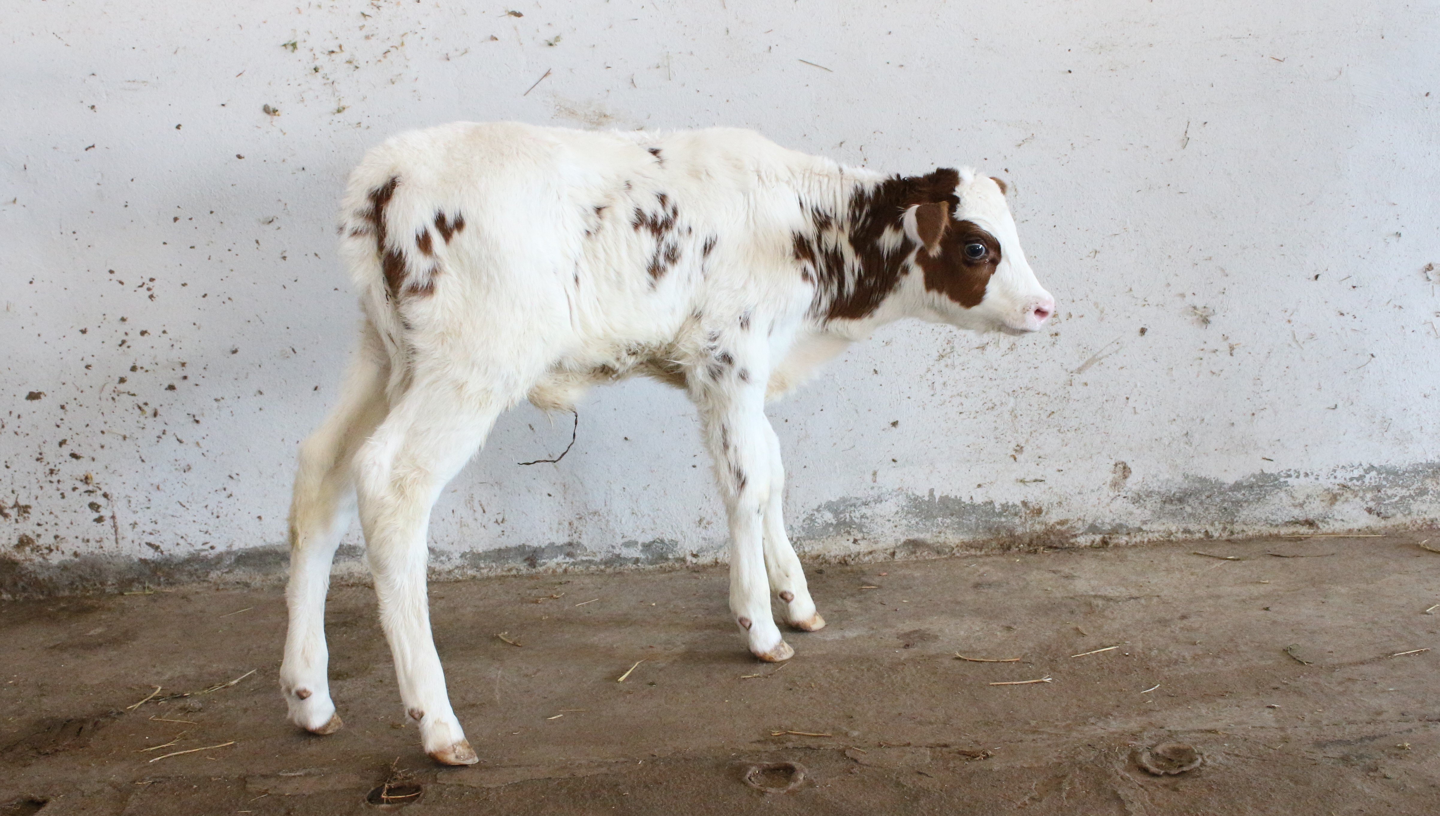 A new calf has been born at the Auxiliary Experimental Farm