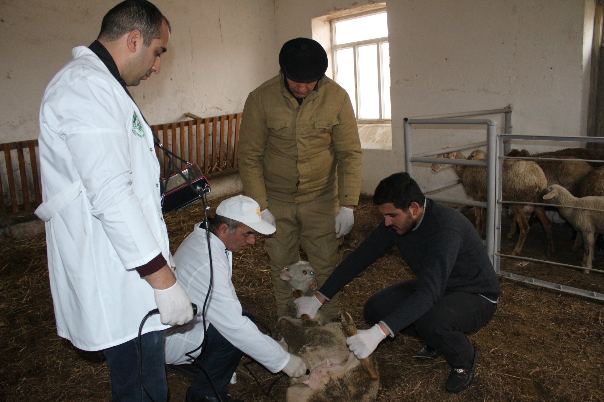 Importance of early detection of goiter in sheep