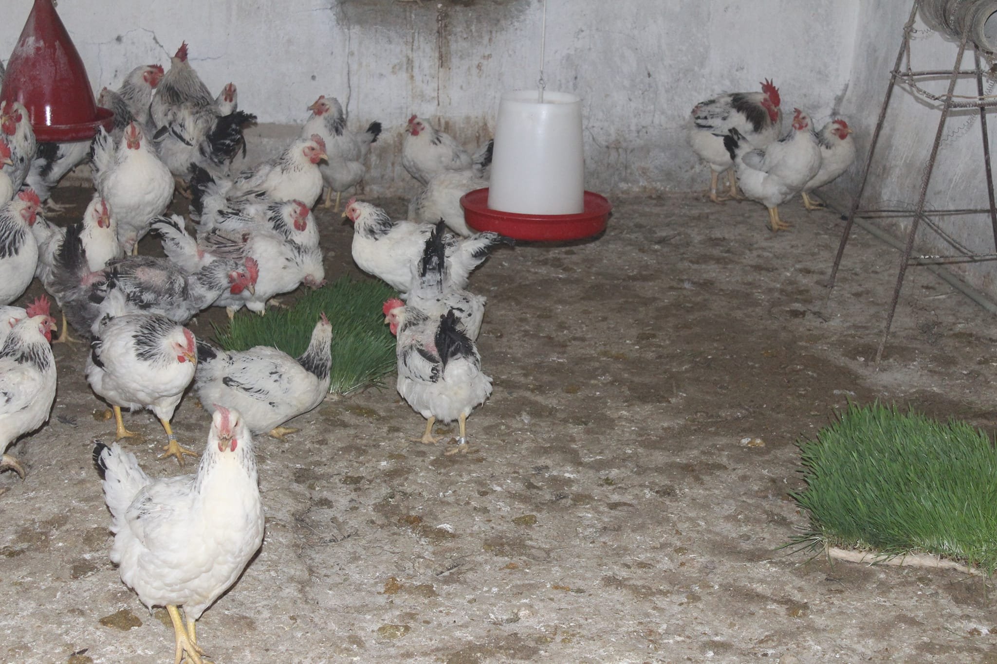 Experimental work on the application of green fodder grown by the hydroponic method is being continued.