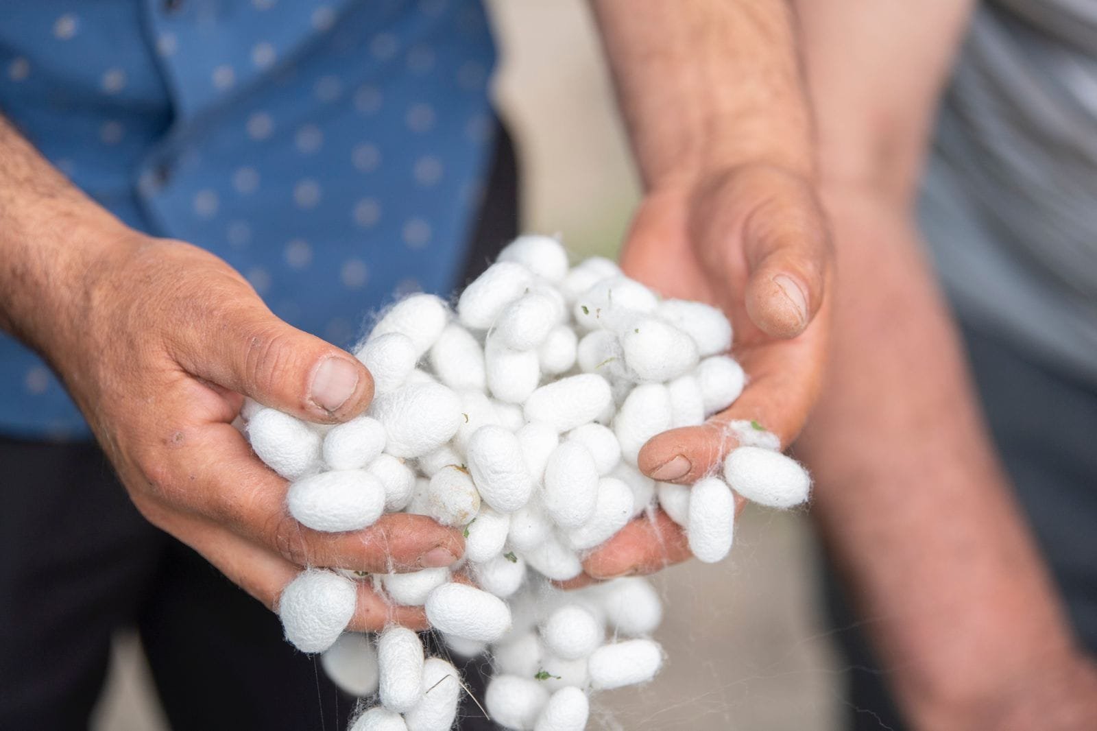 The supply of wet cocoons continues in the republic. Until June 11, 186 tons of 474 kilograms of wet cocoons were handed over to the supply points by farmers.