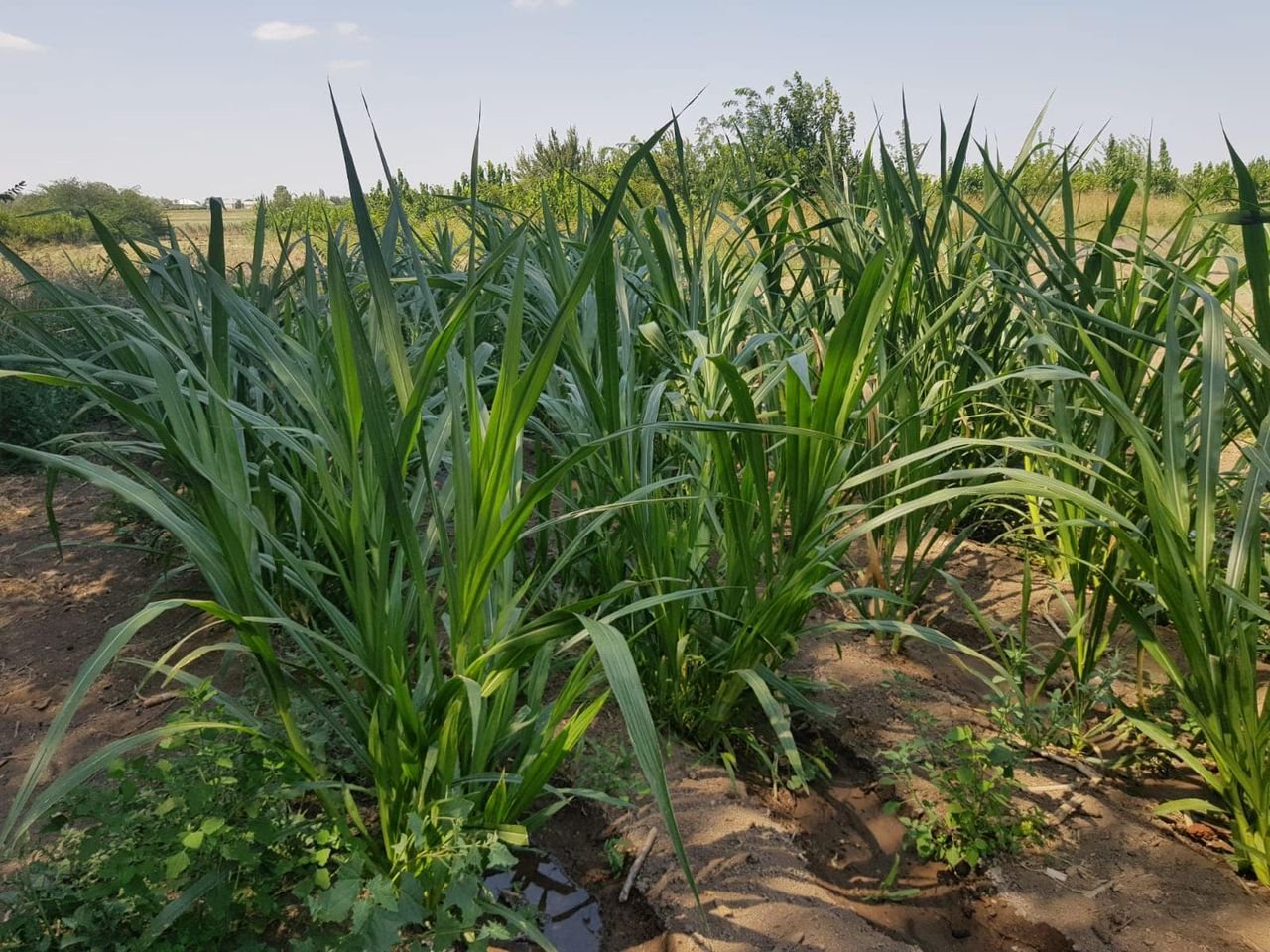 Various types of high-yielding coarse fodder plants were planted in the experimental field of the Beekeeping Center of SRİAH.