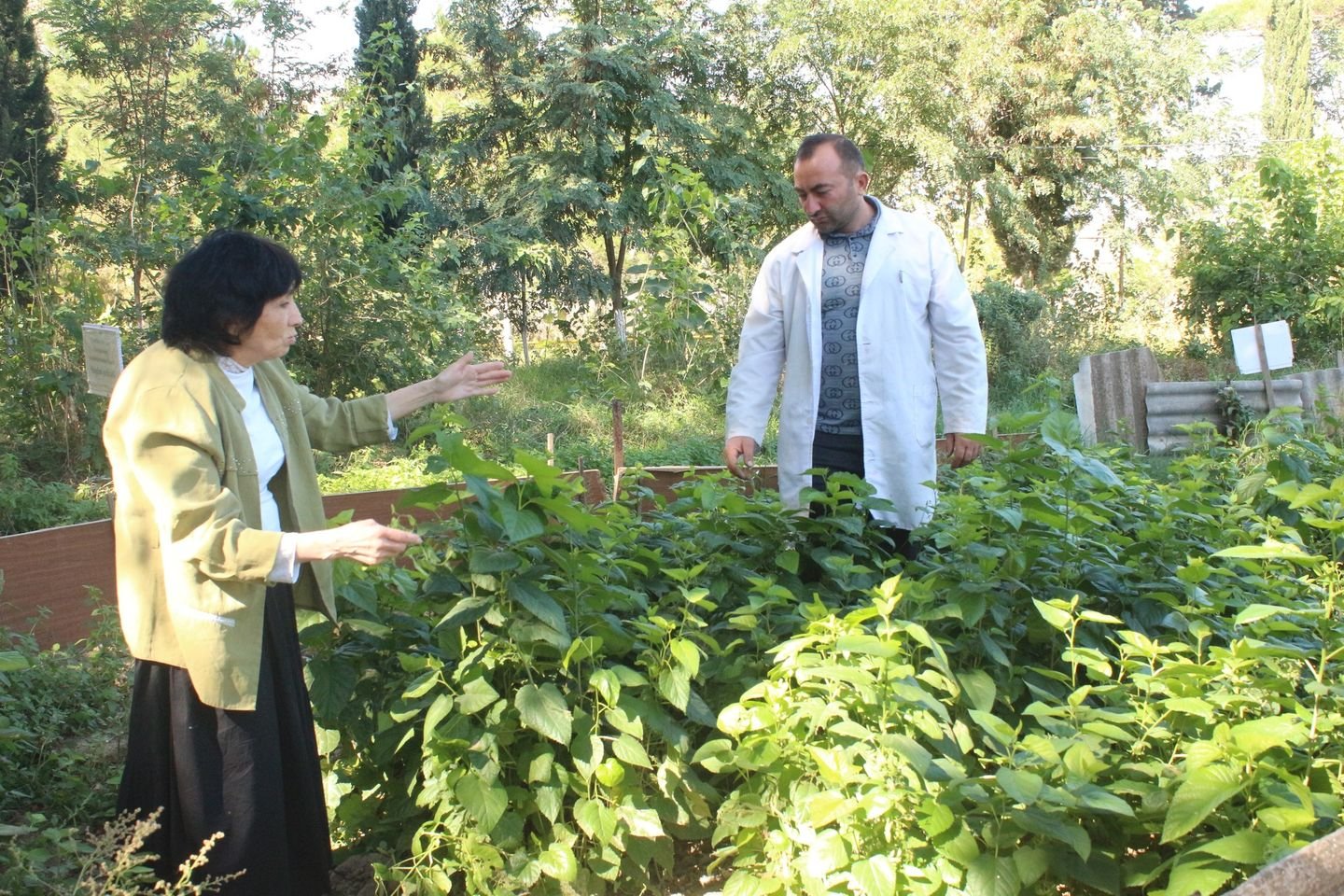 The mulberry nursery at the Fakhrali experimental base of SRIAH was inspected