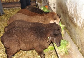 Feeding lambs with forage