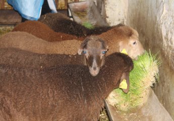 Feeding lambs with forage