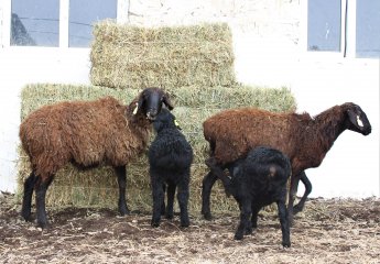 The first chicks were bought from Hissar sheep