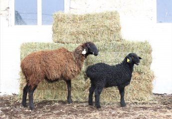 The first chicks were bought from Hissar sheep