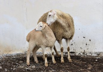 F1 generation puppies were bought from Garadolag sheep