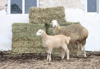 F1 generation puppies were bought from Garadolag sheep