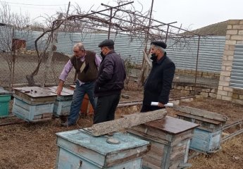 A visit to the bee farm