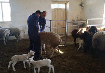 Vaccination measures were carried out in the Auxiliary Experimental Farm