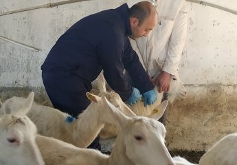 Vaccination measures were carried out in the Auxiliary Experimental Farm