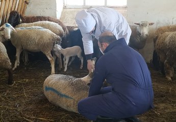 Vaccination measures were carried out in the Auxiliary Experimental Farm