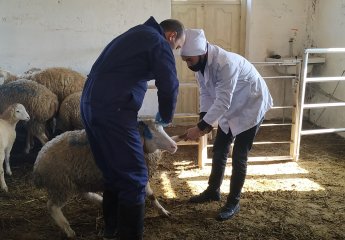 Vaccination measures were carried out in the Auxiliary Experimental Farm