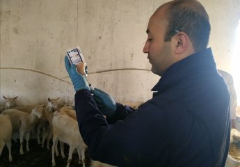 Vaccination measures were carried out in the Auxiliary Experimental Farm