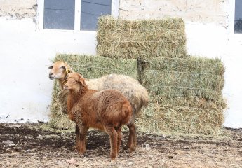 F1 offspring were bought from Bozach sheep