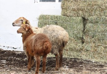 F1 offspring were bought from Bozach sheep