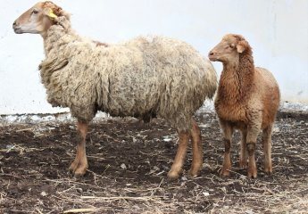 F1 offspring were bought from Bozach sheep