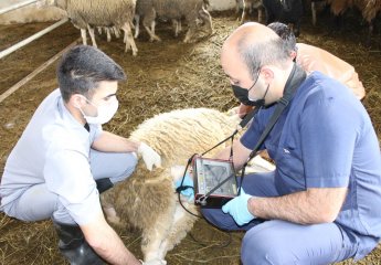 Production experience at the Scientific Research Institute of Animal Husbandry