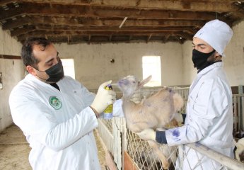 Production experience at the Scientific Research Institute of Animal Husbandry