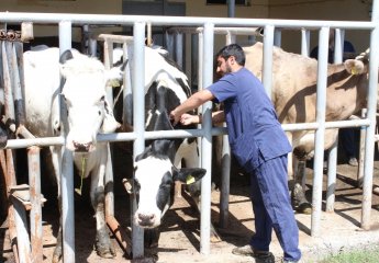 Vaccination against nodular dermatitis in cattle