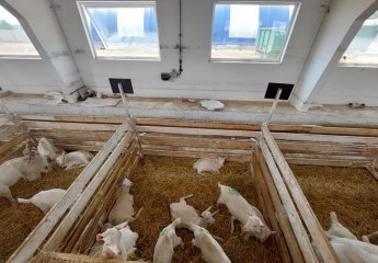 Representatives of the Scientific Research Institute of Animal Husbandry visited the Goat Farm located on the outskirts of Minsk