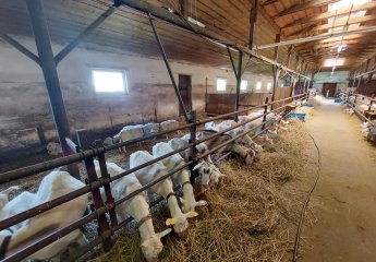 Representatives of the Scientific Research Institute of Animal Husbandry visited the Goat Farm located on the outskirts of Minsk