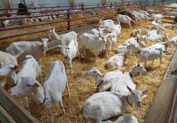 Representatives of the Scientific Research Institute of Animal Husbandry visited the Goat Farm located on the outskirts of Minsk