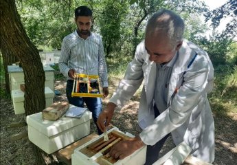 Queen bee breeding is carried out from Bozdag Caucasian bee families