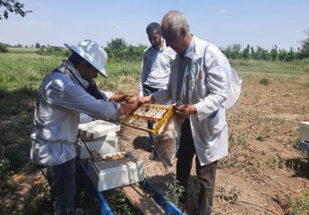 Queen bee breeding is carried out from Bozdag Caucasian bee families