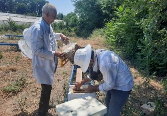 Queen bee breeding is carried out from Bozdag Caucasian bee families