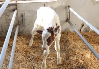 A new calf has been born at the Auxiliary Experimental Farm