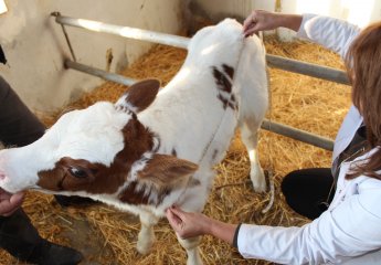 A new calf has been born at the Auxiliary Experimental Farm