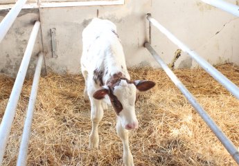 A new calf has been born at the Auxiliary Experimental Farm