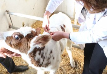 A new calf has been born at the Auxiliary Experimental Farm