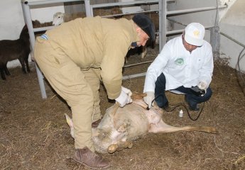 Importance of early detection of goiter in sheep