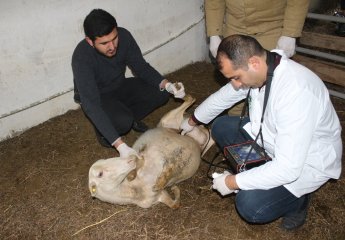 Importance of early detection of goiter in sheep