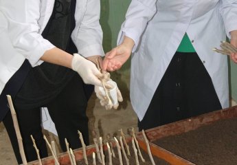 Propagation of mulberry seedlings through the pen.