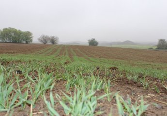 Trial planting by FAO in the auxiliary experimental farm of the Scientific Research Institute of Animal Husbandry.