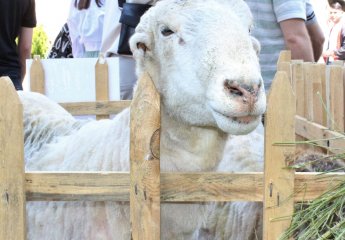 "Graduate-2022" fair was held at Azerbaijan State Agrarian University. Various research institutes and companies participated in the fair.